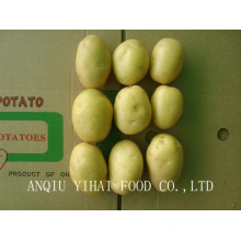 2016 New Crop Quality Fresh Potato for Sale